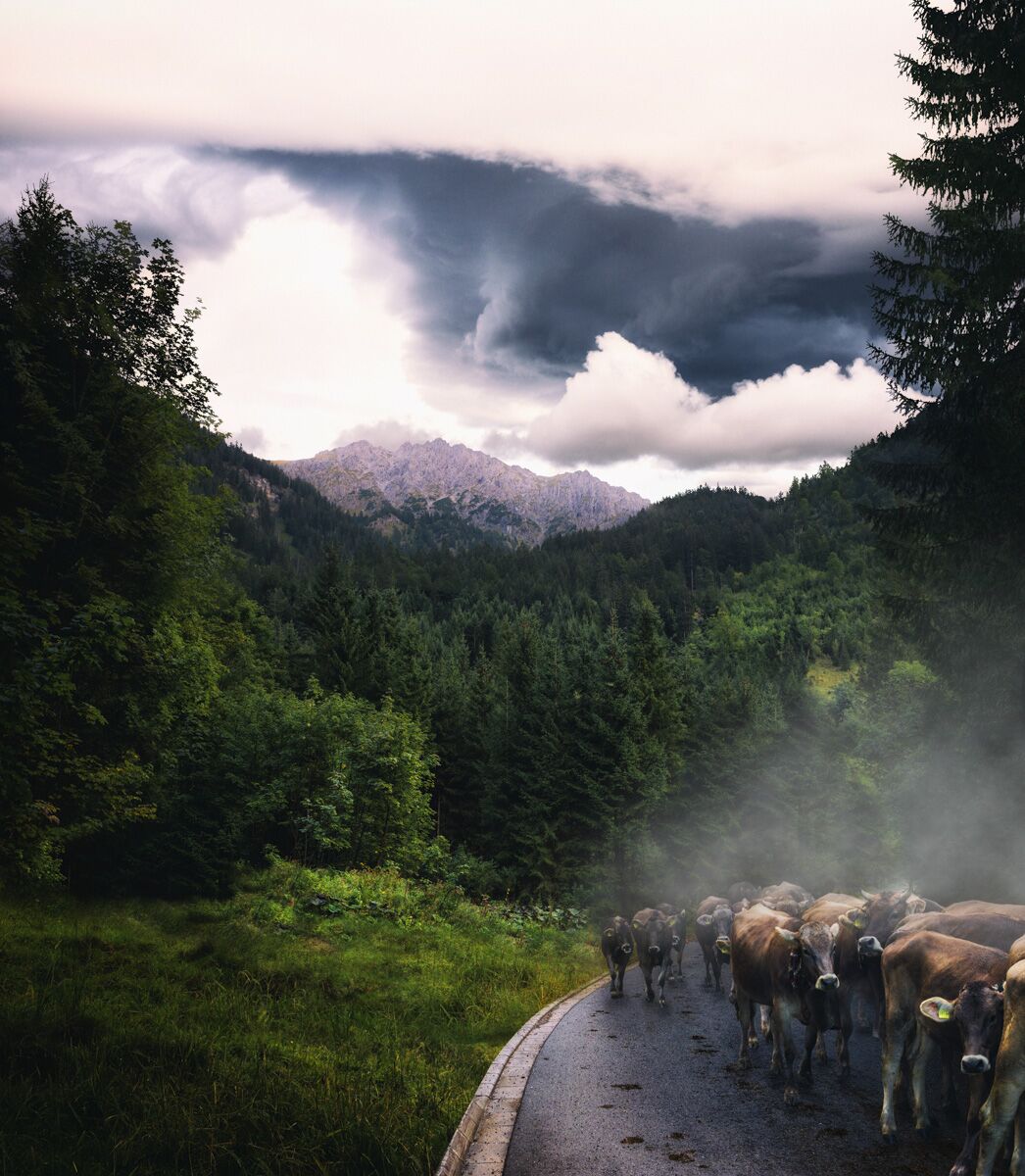 kuhbilder aus dem allgäu Kuh Bild Allgäu Alpen Berge Kuh Braunvieh Vieh Rind Rinder Kühe Viehscheid Alp Alm Bergsommer Hinterstein grün