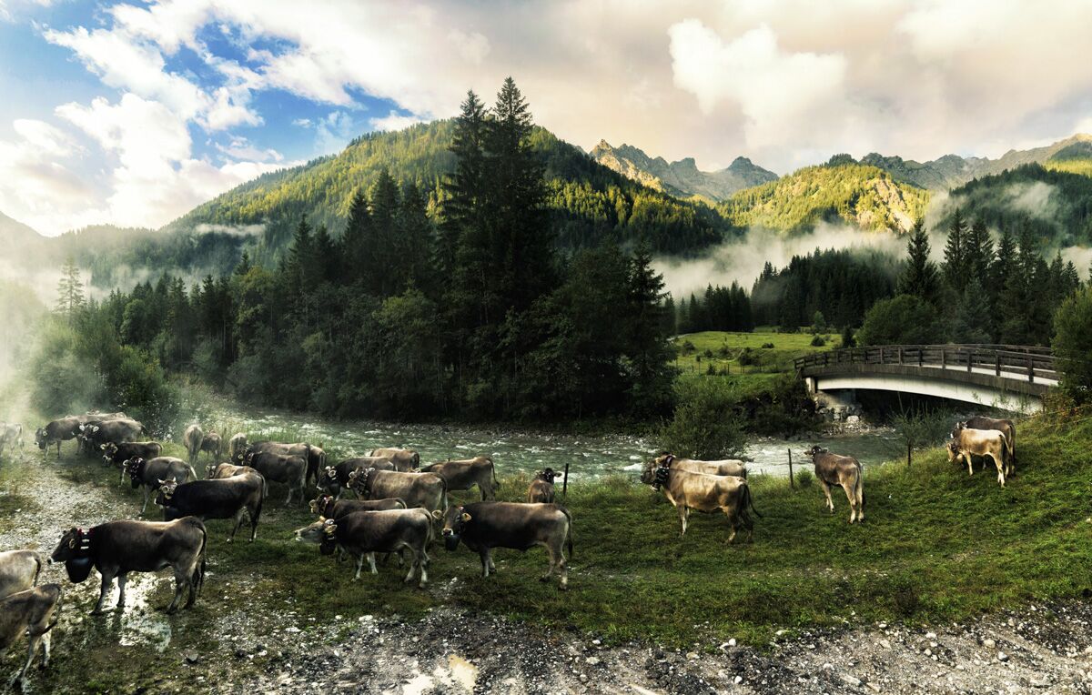 kuhbilder aus dem allgäu Kuh Bild Allgäu Alpen Berge Kuh Braunvieh Vieh Rind Rinder Kühe Viehscheid Alp Alm Bergsommer Hinterstein grün