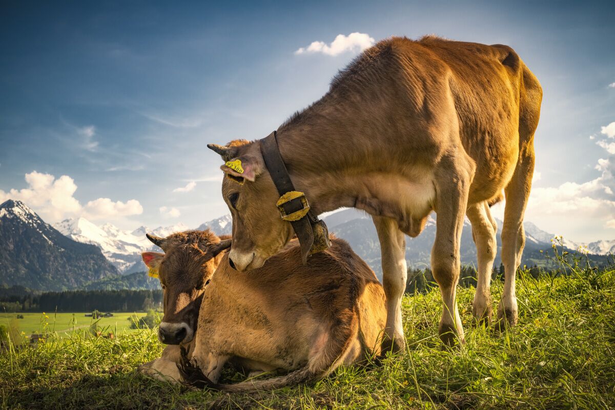 kuhbilder aus dem allgäu Kuh Bild Allgäu Alpen Berge Kuh Braunvieh Vieh Rind Rinder Kühe Viehscheid Alp Alm Bergsommer Oberstdorf grüne wiesen blauer himmel sonne
