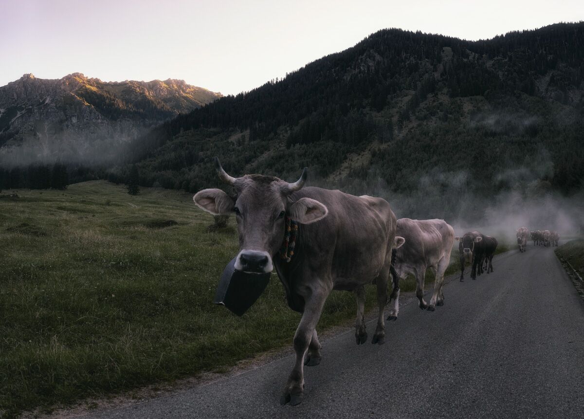 kuhbilder aus dem allgäu Kuh Bild Allgäu Alpen Berge Kuh Braunvieh Vieh Rind Rinder Kühe Viehscheid Alp Alm Bergsommer Hinterstein grün schwarz