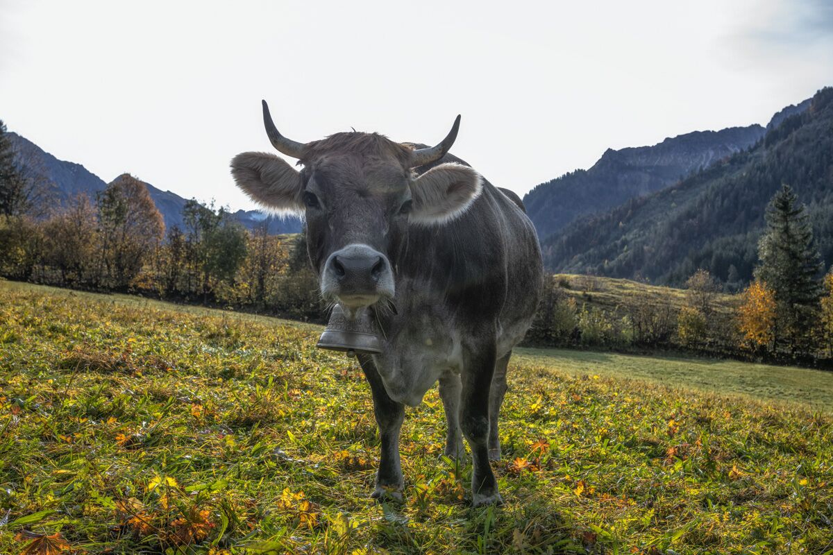 kuhbilder aus dem allgäu Kuh Bild Allgäu Alpen Berge Kuh Braunvieh Vieh Rind Rinder Kühe Viehscheid Alp Alm Herbst Hinterstein orange rot