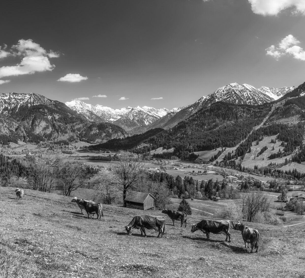 kuhbilder aus dem allgäu leinwand schwarz weiß wandbilder foto kaufen Allgäu Alpen Berge Kuh Braunvieh Vieh Rind Kühe Viehscheid Alp Alm Bergsommer himmel sonne